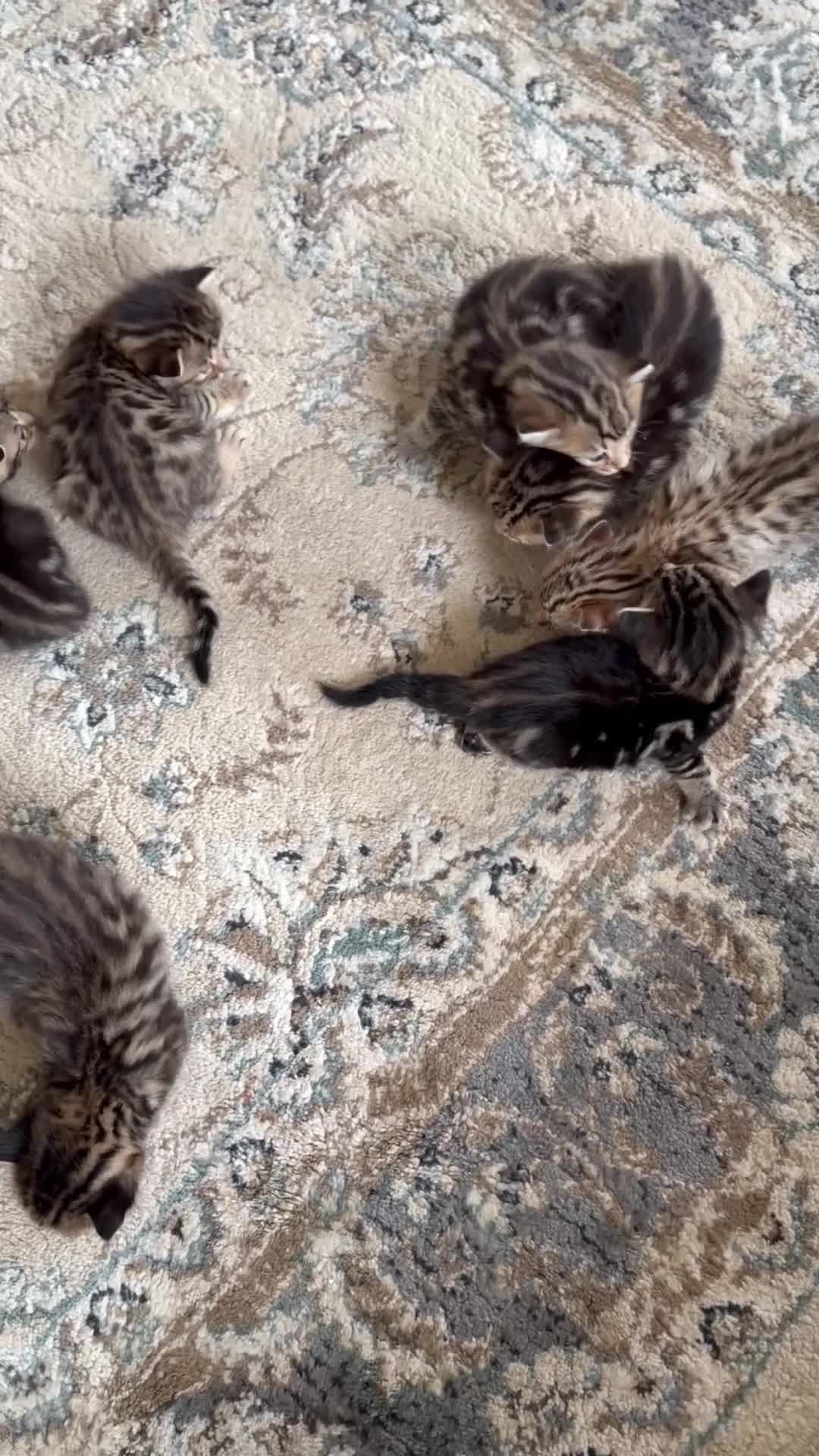 Bengal cats for sale: Bengal kittens Mum is Tica registered  - Video 2