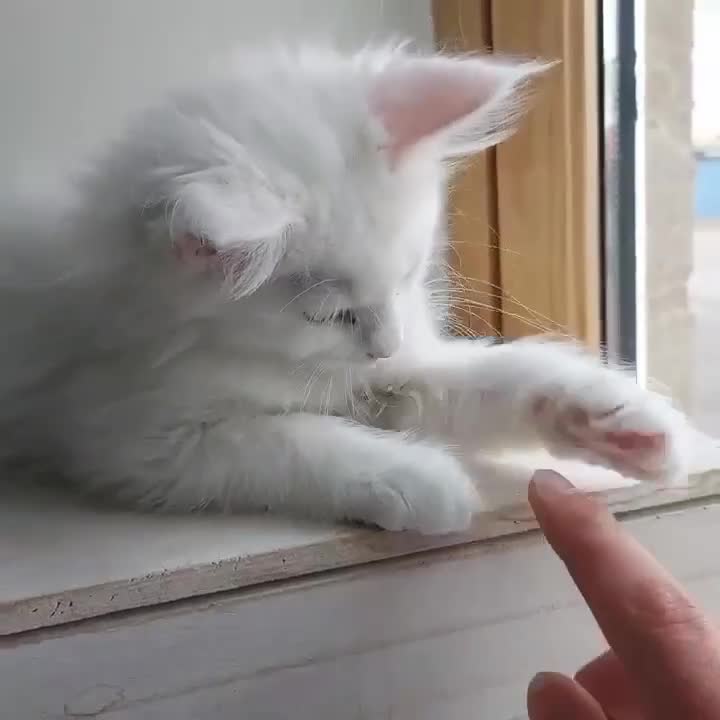 Maine Coon cats for sale: White Maine Coon GCCF - Video 2