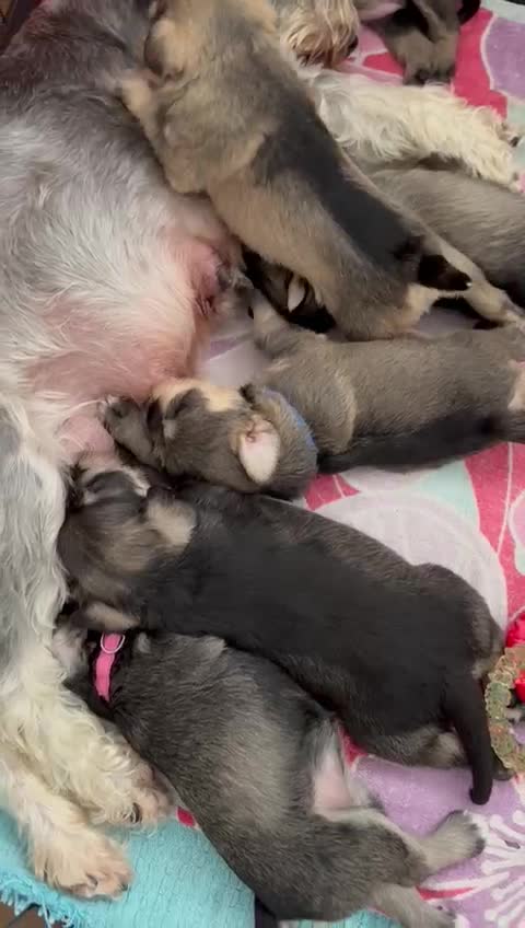 Miniature Schnauzer dogs for stud: Handsome black and silver Miniature Schnauzer  in Cambridge - Video 5
