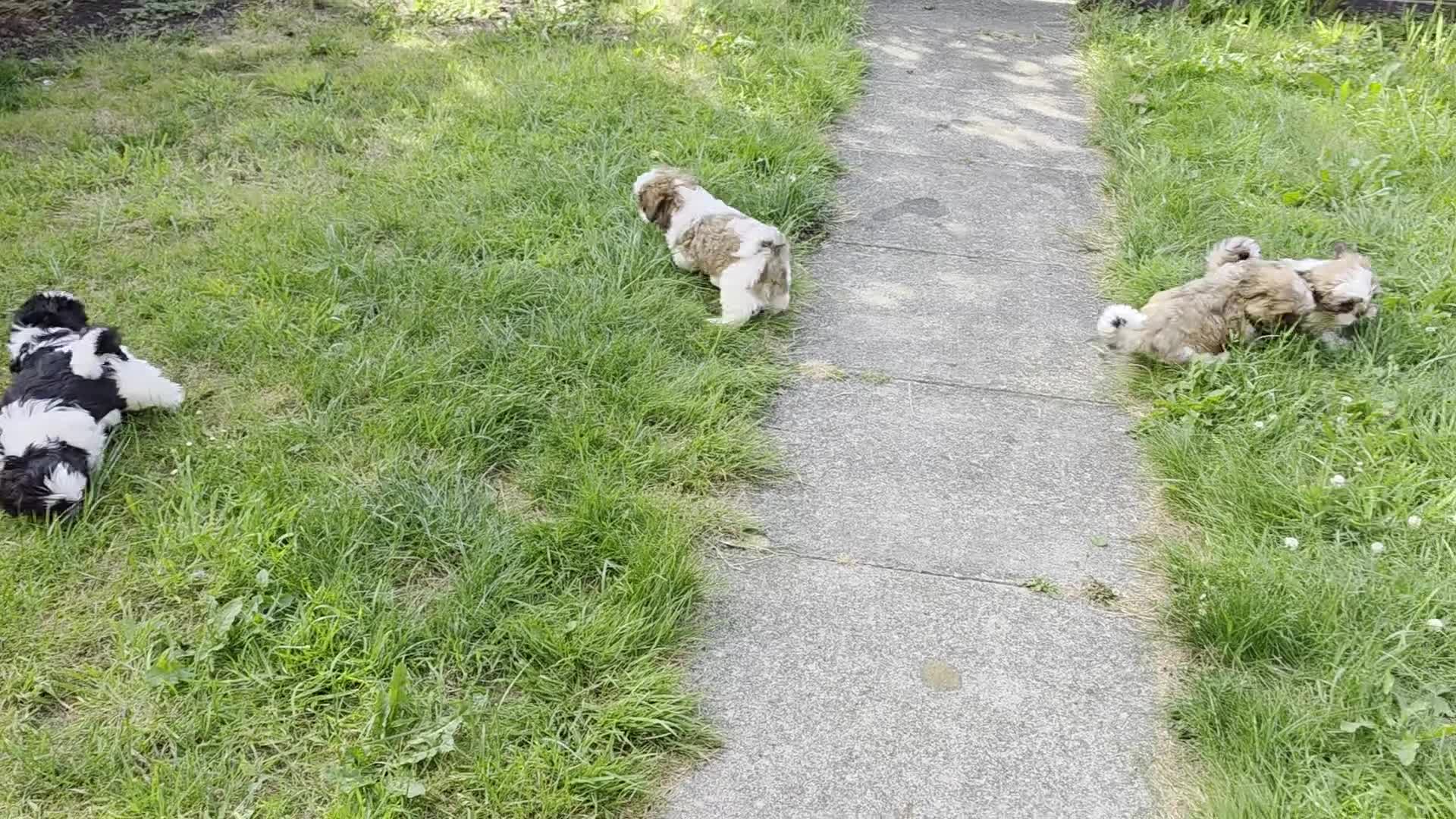 Shih Tzu dogs for sale: CUTE SHIH TZU GIRL PUPPY KC REG PEDIGREE READY NOW - Video 3