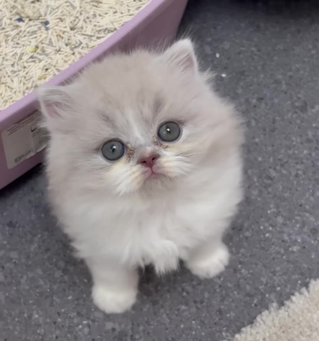British Longhair cats for sale: Champ mum and dad. British longhairs - Video 1