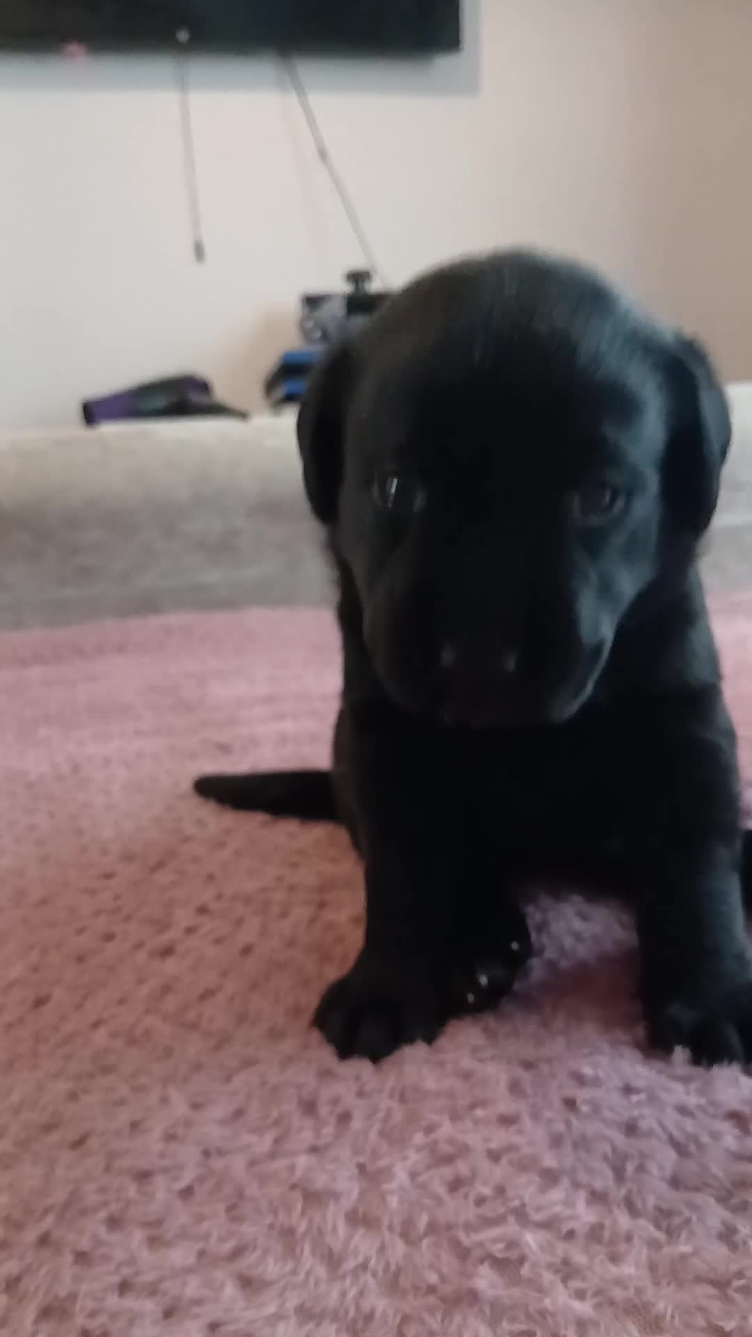 Labrador Retriever dogs for sale: 3 gorgeous playful labrador puppies available - Video 1