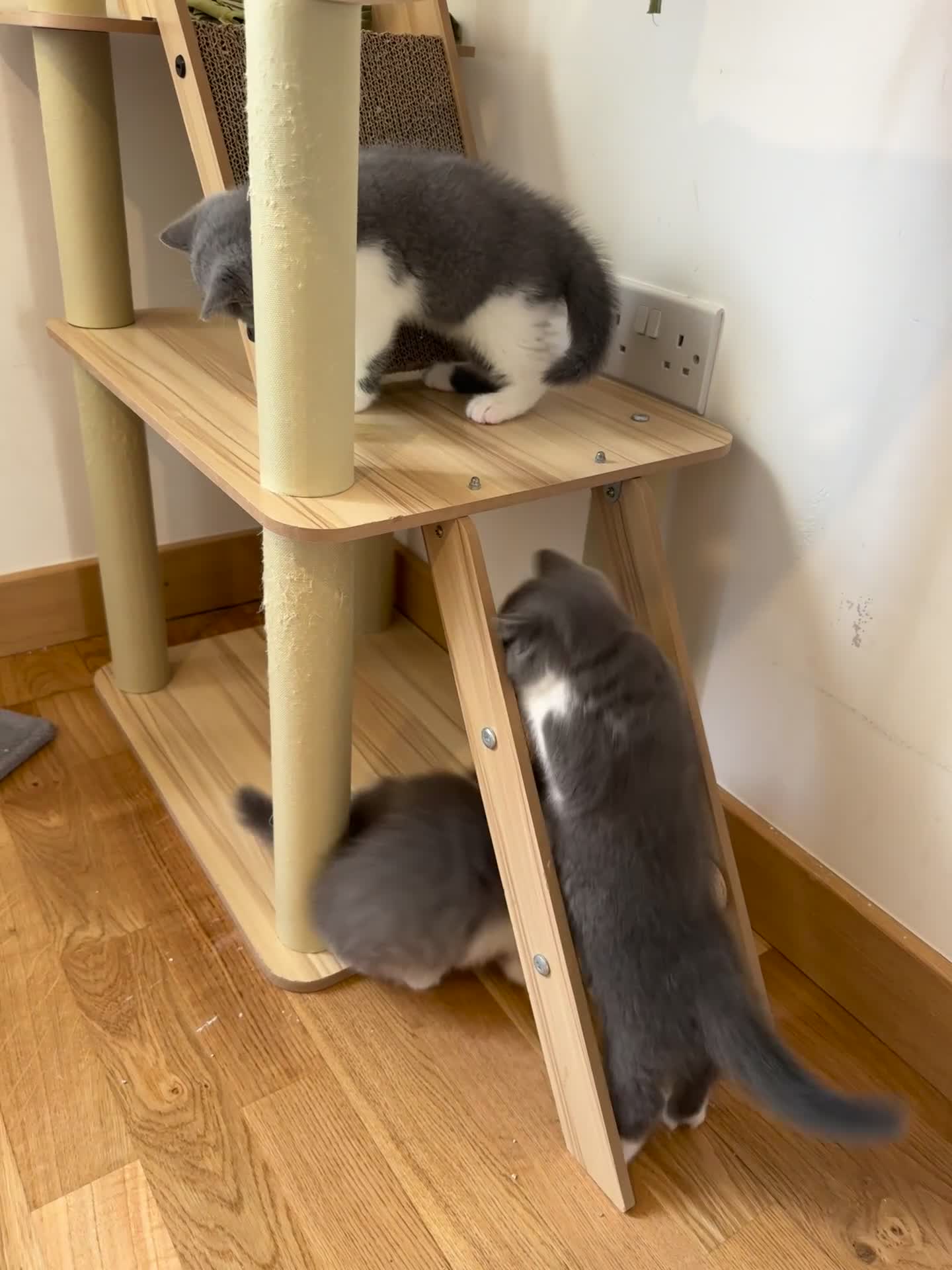 British Shorthair cats for sale: 4 Bicolour British Shorthair boys looking new home - Video 3