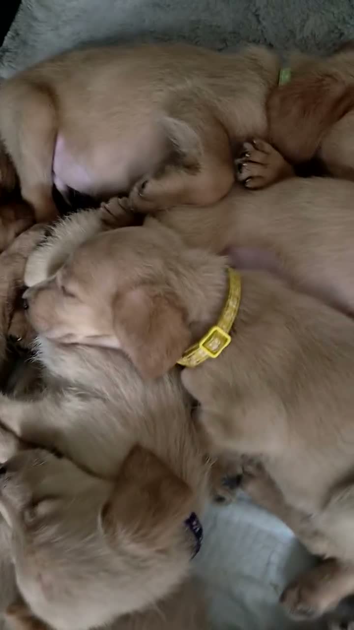 Labradoodle dogs for sale: LABRADOODLE PUPPIES FOR SALE  in Leigh - Video 2