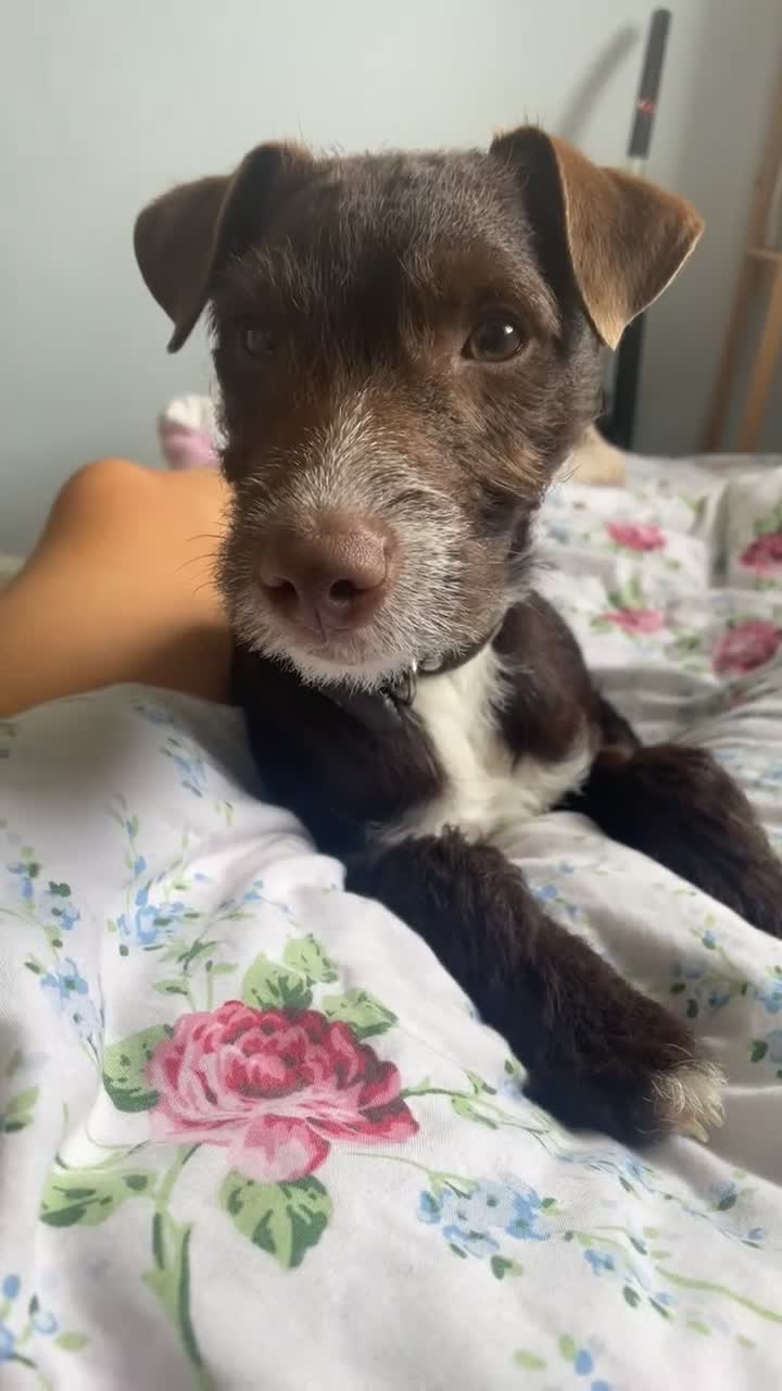 Patterdale Terrier dogs for sale: Male patterdale cross  in Peterborough - Video 1