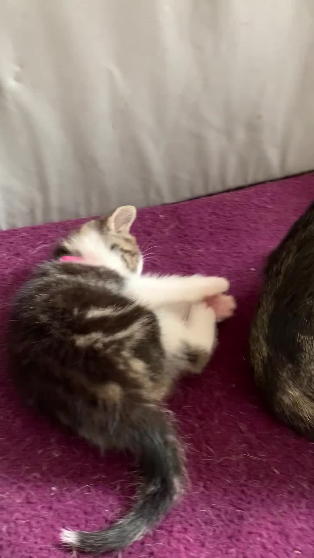 British Shorthair cats for sale: Gorgeous Kittens  - Video 2