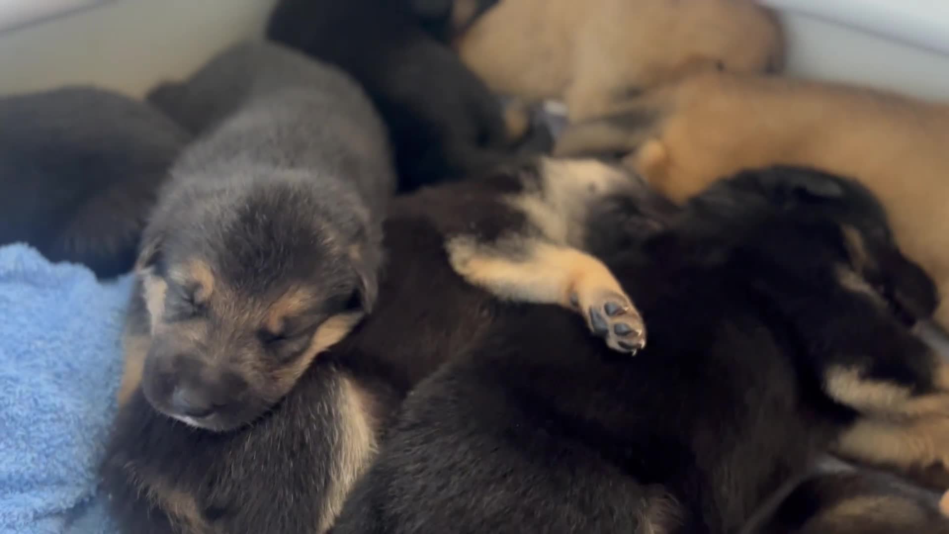 German Shepherd dogs for sale: READY GERMAN SHEPHERD PUPPIES 😍 - Video 1