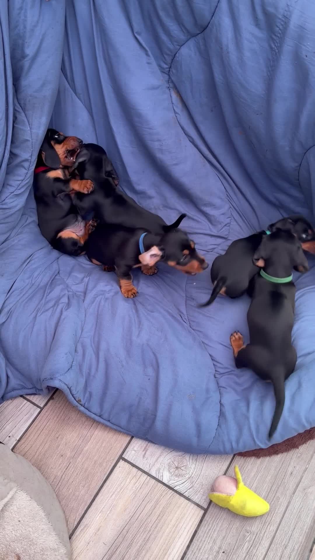 Dachshund dogs for sale: Dachshund miniature puppies 8 weeks old - Video 1