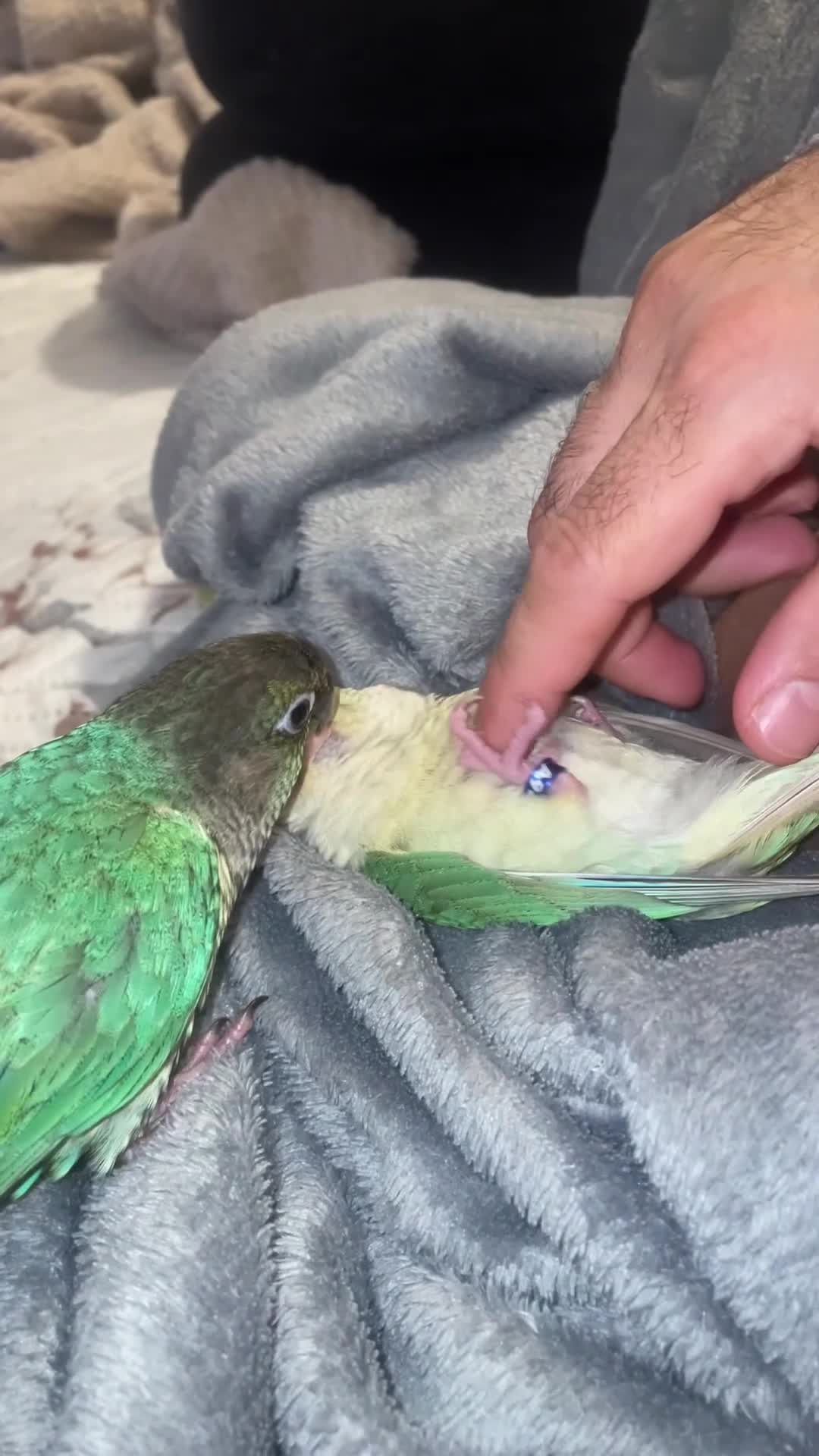 Parrots birds for sale: Parrot - Video 1