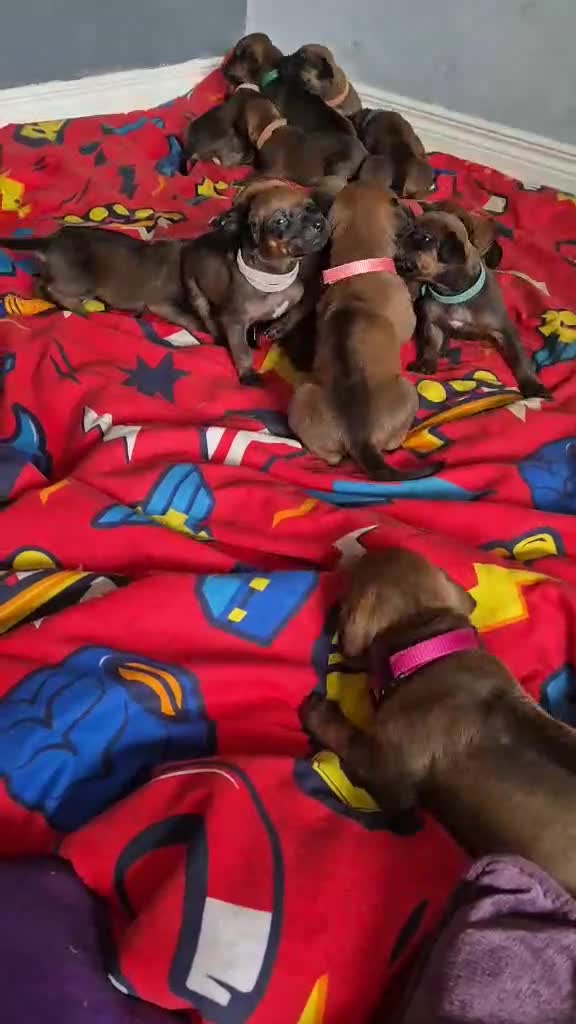 Rhodesian Ridgeback dogs for sale: Rhodesian ridgeback pups  - Video 1