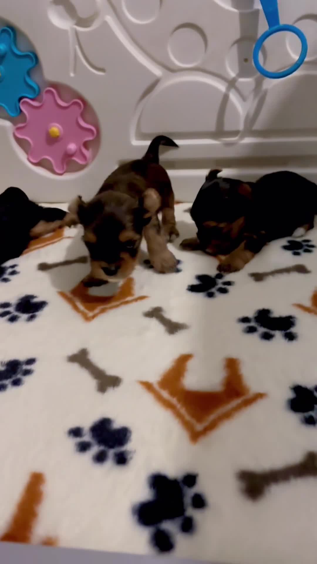 Yorkshire Terrier dogs for sale: Pedigree Miniature Yorkshire Terrier - Video 1