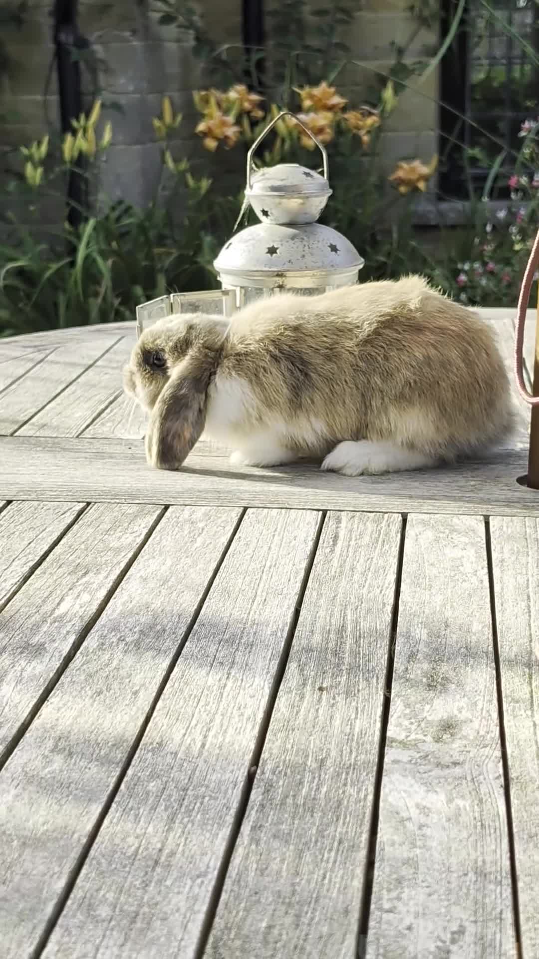 Mini Lop rabbits for sale: Beautiful Male Mini Lop *SOLD* - Video 2