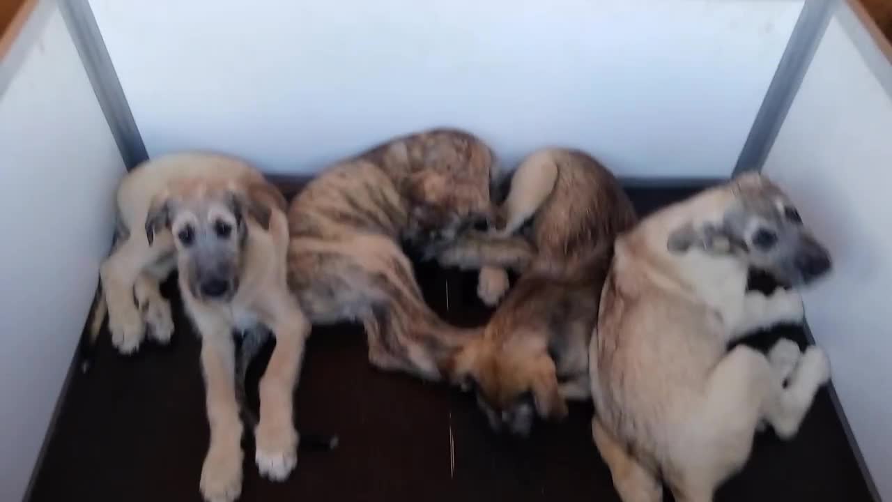 Irish Wolfhound dogs for sale: Irishwolfhounds for sale - Video 2