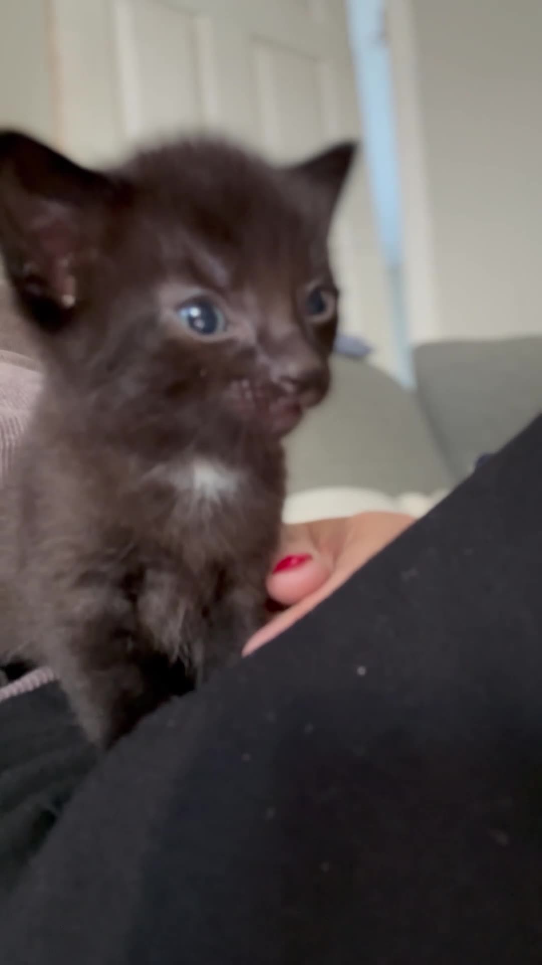 Domestic Shorthair cats for sale: Domestic short haired  black tabby kittens  - Video 2