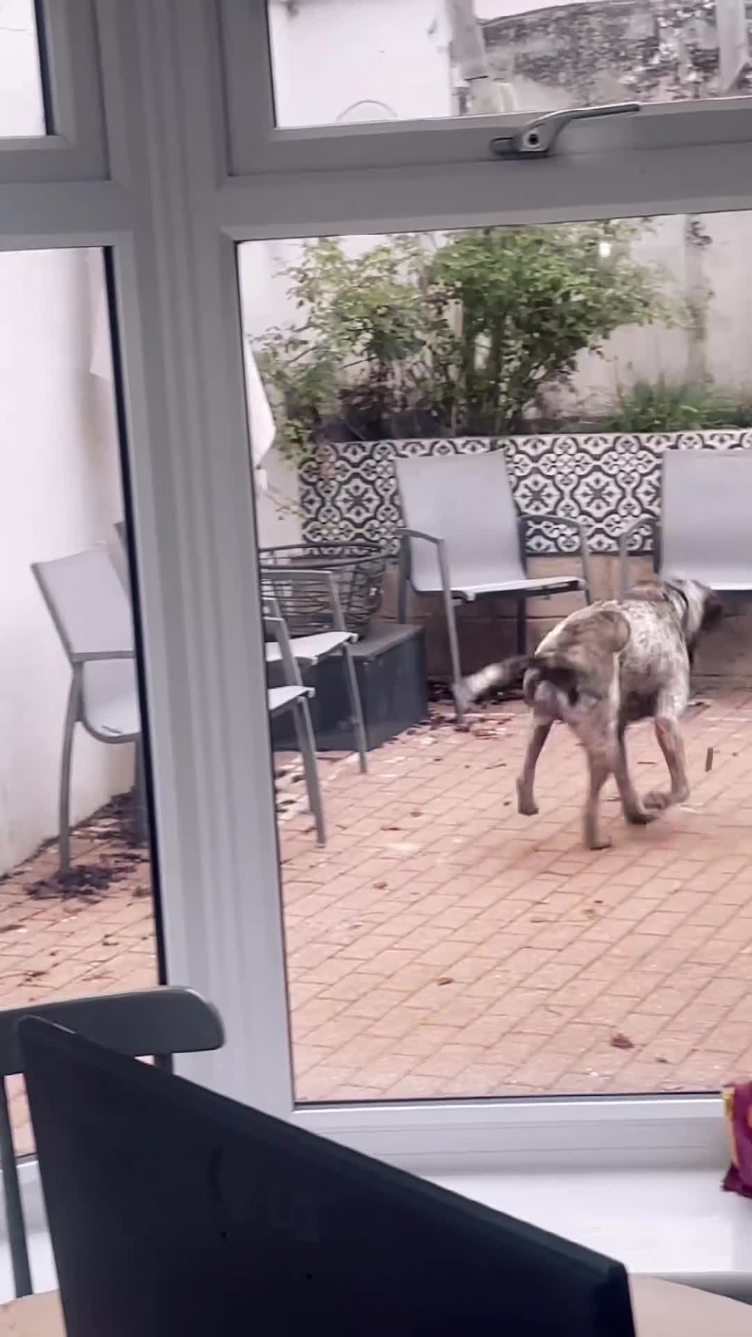 Mixed Breed dogs for sale: Colada the Daniff - Video 1