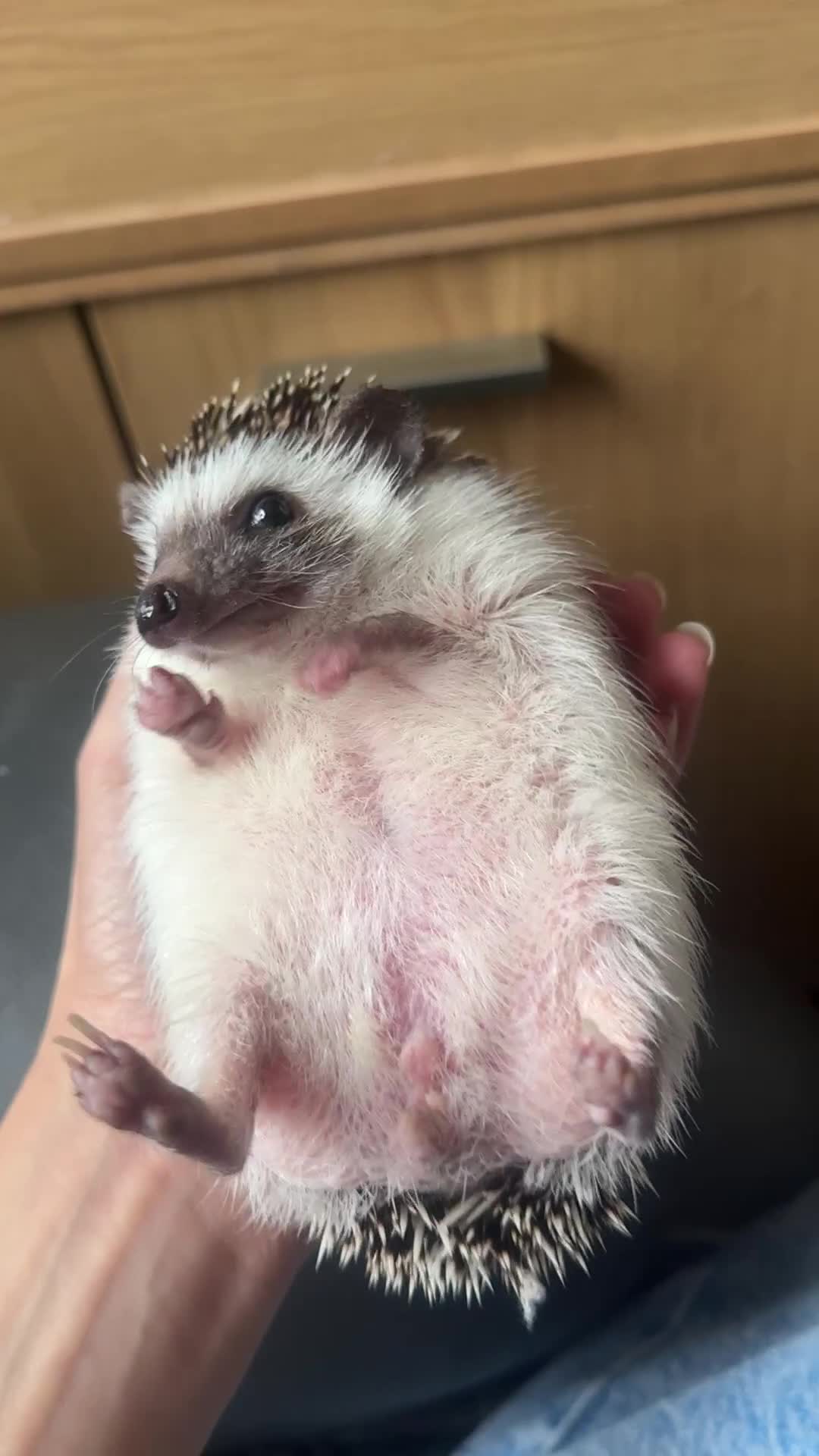 Pygmy Hedgehog rodents for sale: Female African Pygmy Hedgehog – all included - Video 1