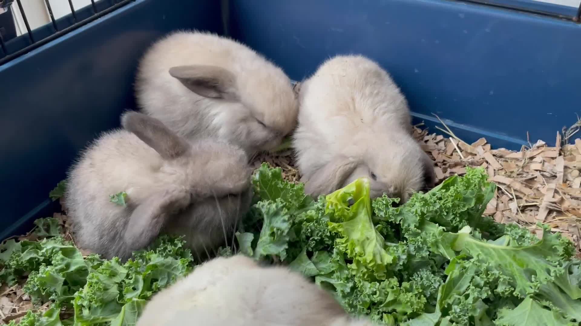 Mini Lop rabbits for sale: Pure bred mini lop rabbits - Video 1