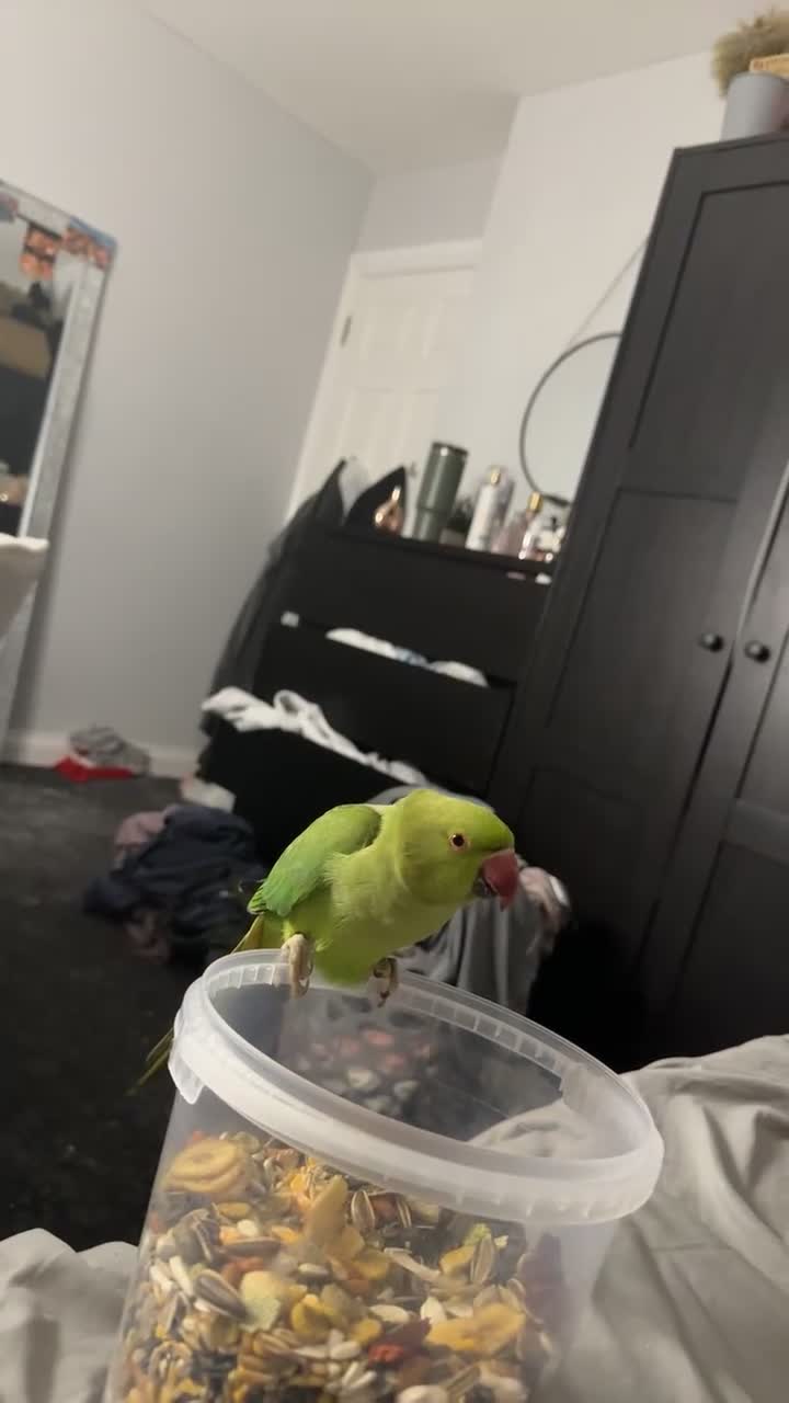 Ringnecks birds for sale: Ringneck parrot for sale  - Video 1