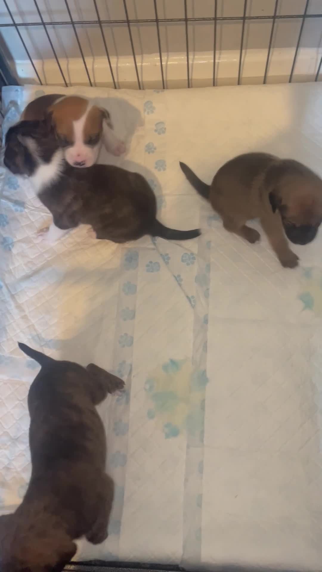 Mixed Breed dogs for sale: Puppies - Ready Soon 💙🩷 - Video 1