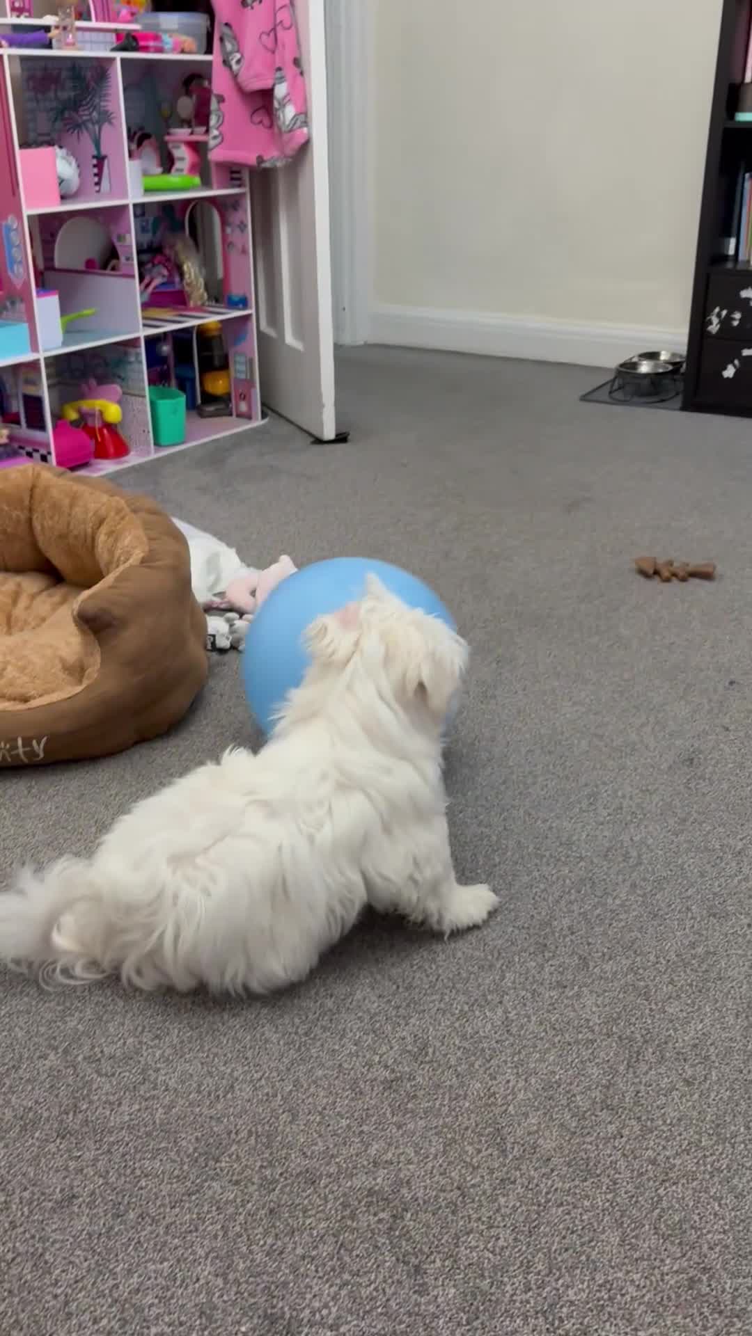 Maltese dogs for sale: Barney - Video 1