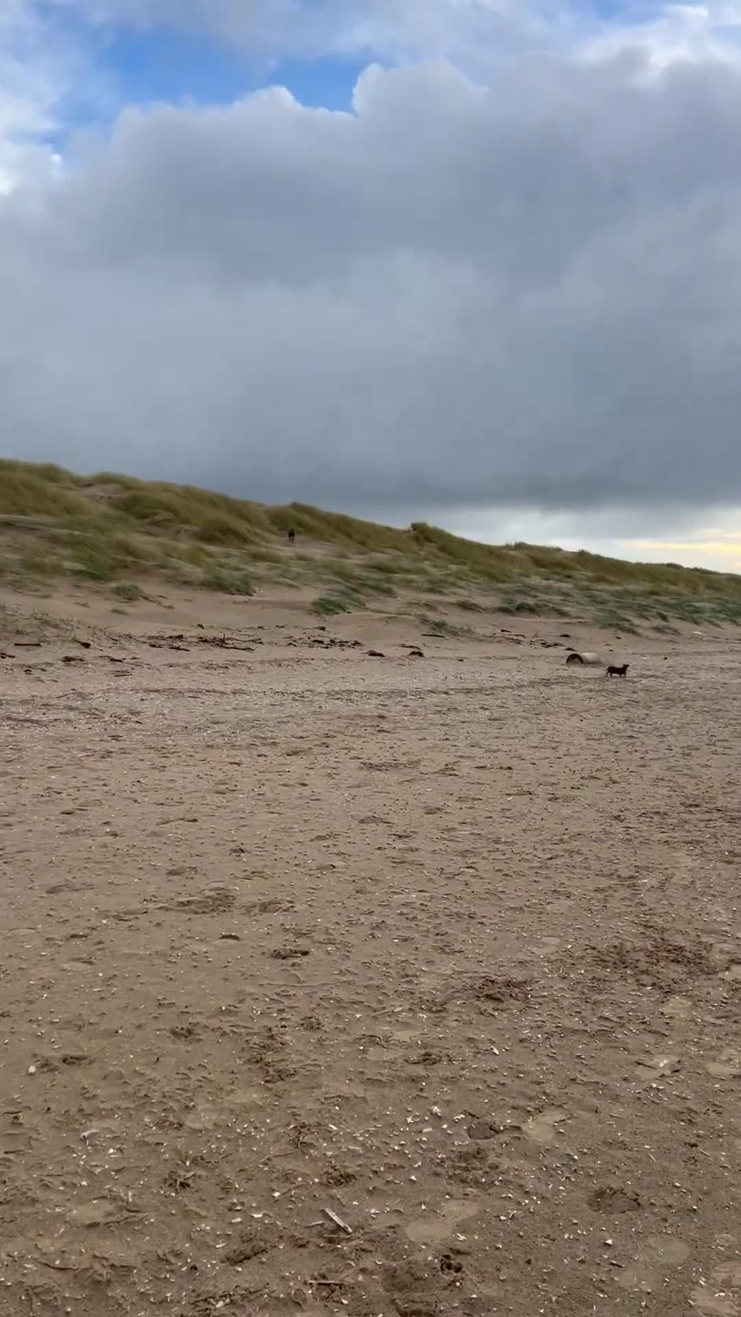 Lurcher dogs for sale: Bull Lurcher  in Southport - Video 1