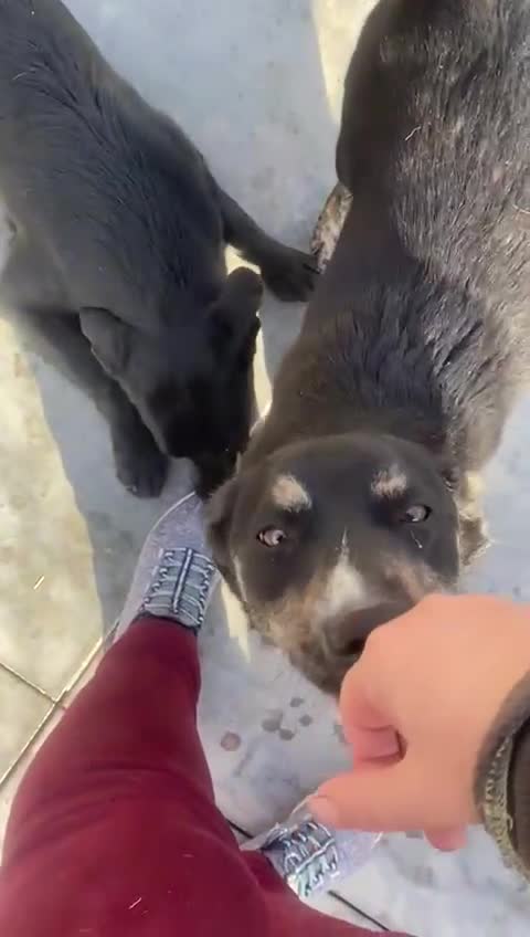 Mixed Breed dogs for adoption: Toshko, approx 10 yrs. Available for adoption. - Video 3