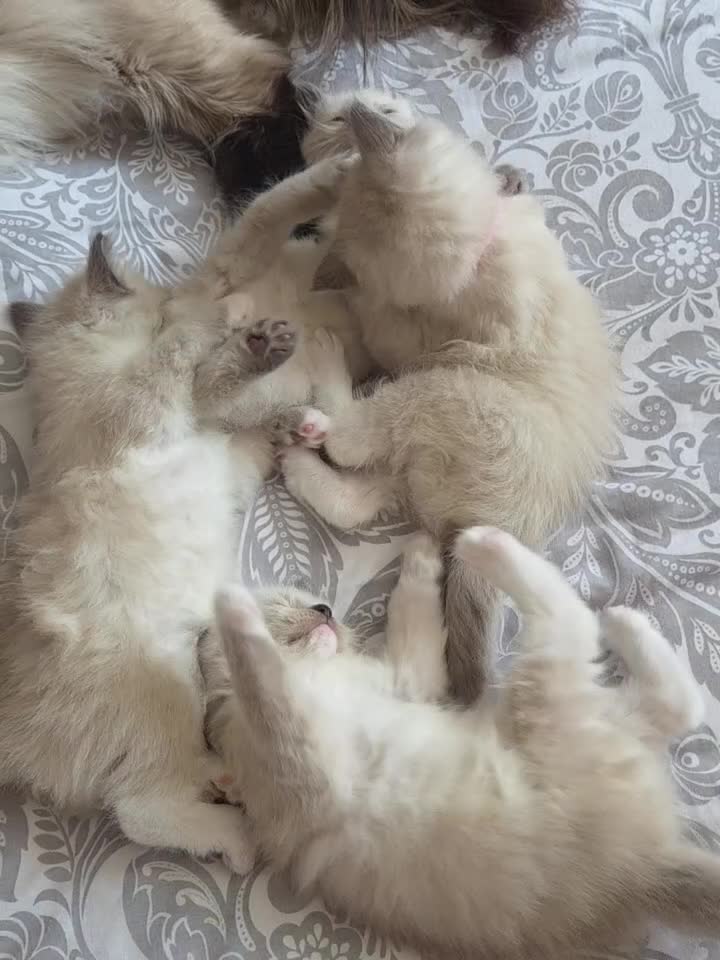 Ragdoll cats for sale: 🐾 Ragdoll Kittens Ready now !  - Video 1