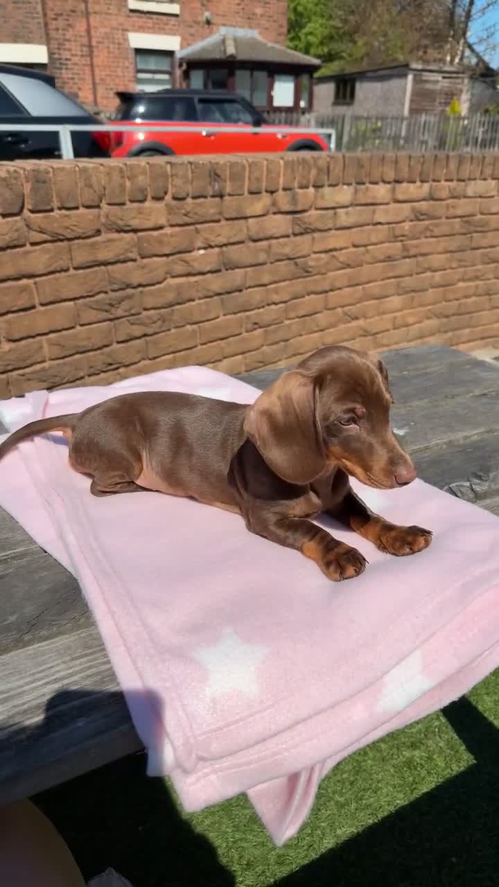 Miniature Dachshund dogs for sale: Miniature dachshund  - Video 1