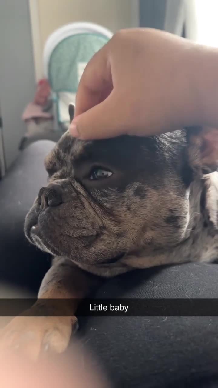 French Bulldog dogs for sale: 3 year old Lilac Merle French Bulldog in Arlesey - Video 5