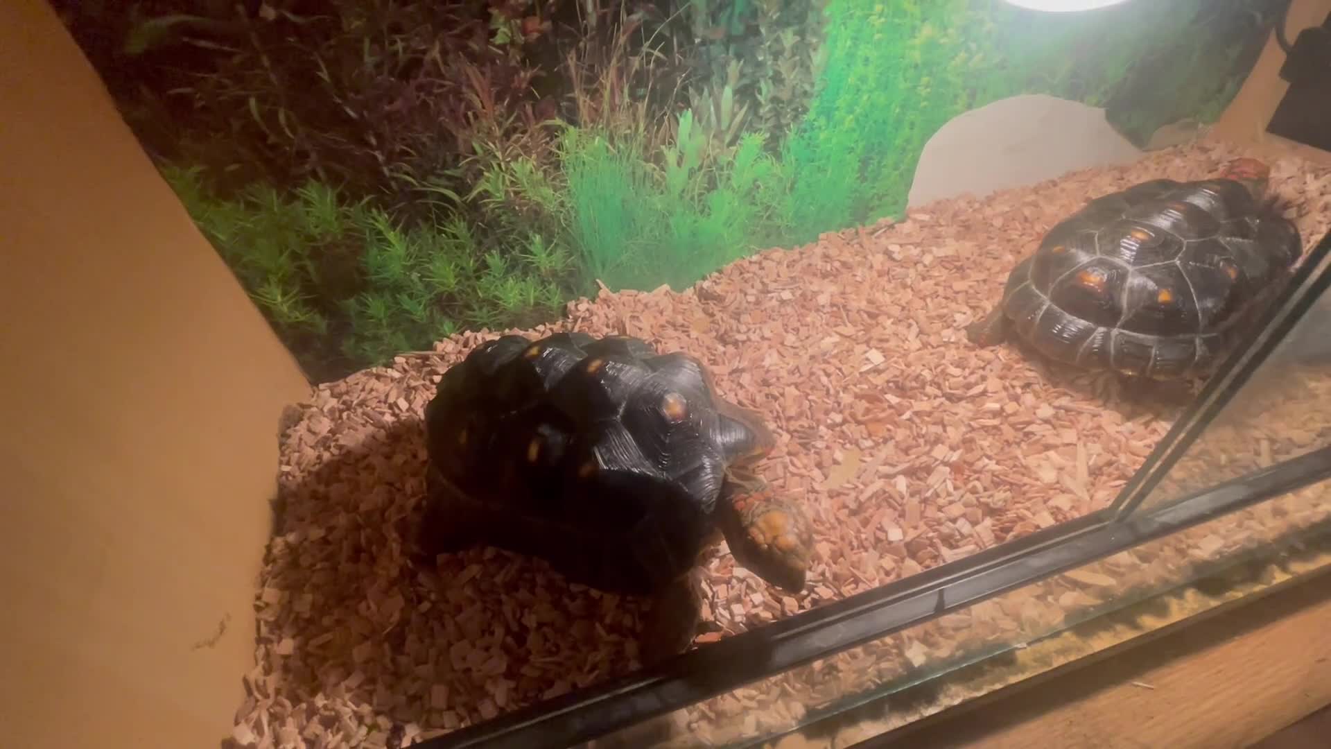 Tortoise reptiles for sale: 2 x red footed tortoises in Basildon - Video 1