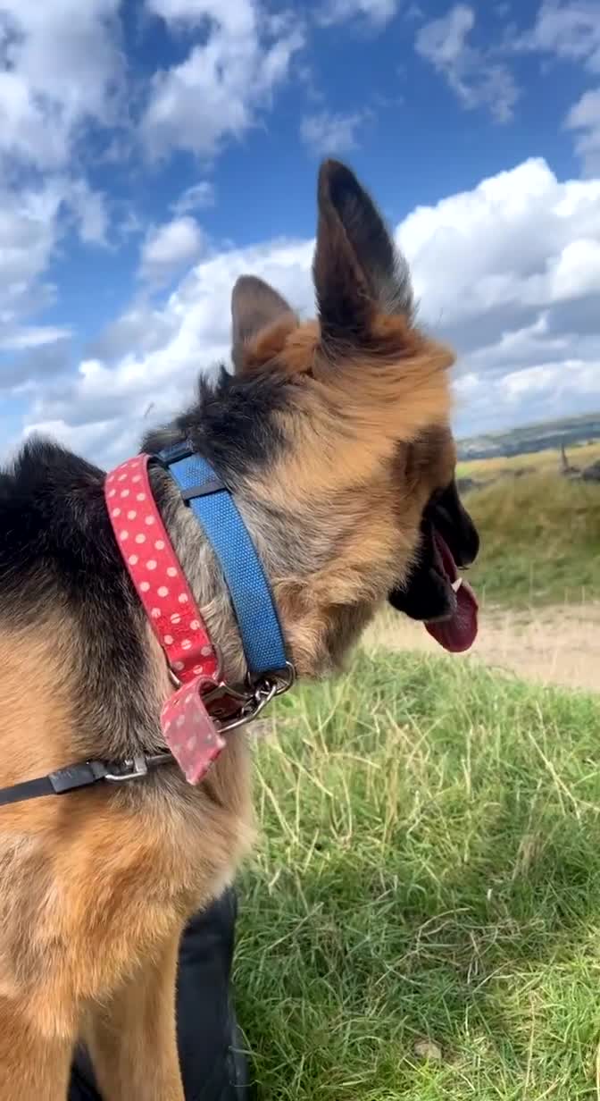 German Shepherd dogs for sale: Zena sadly for Sale - Video 1