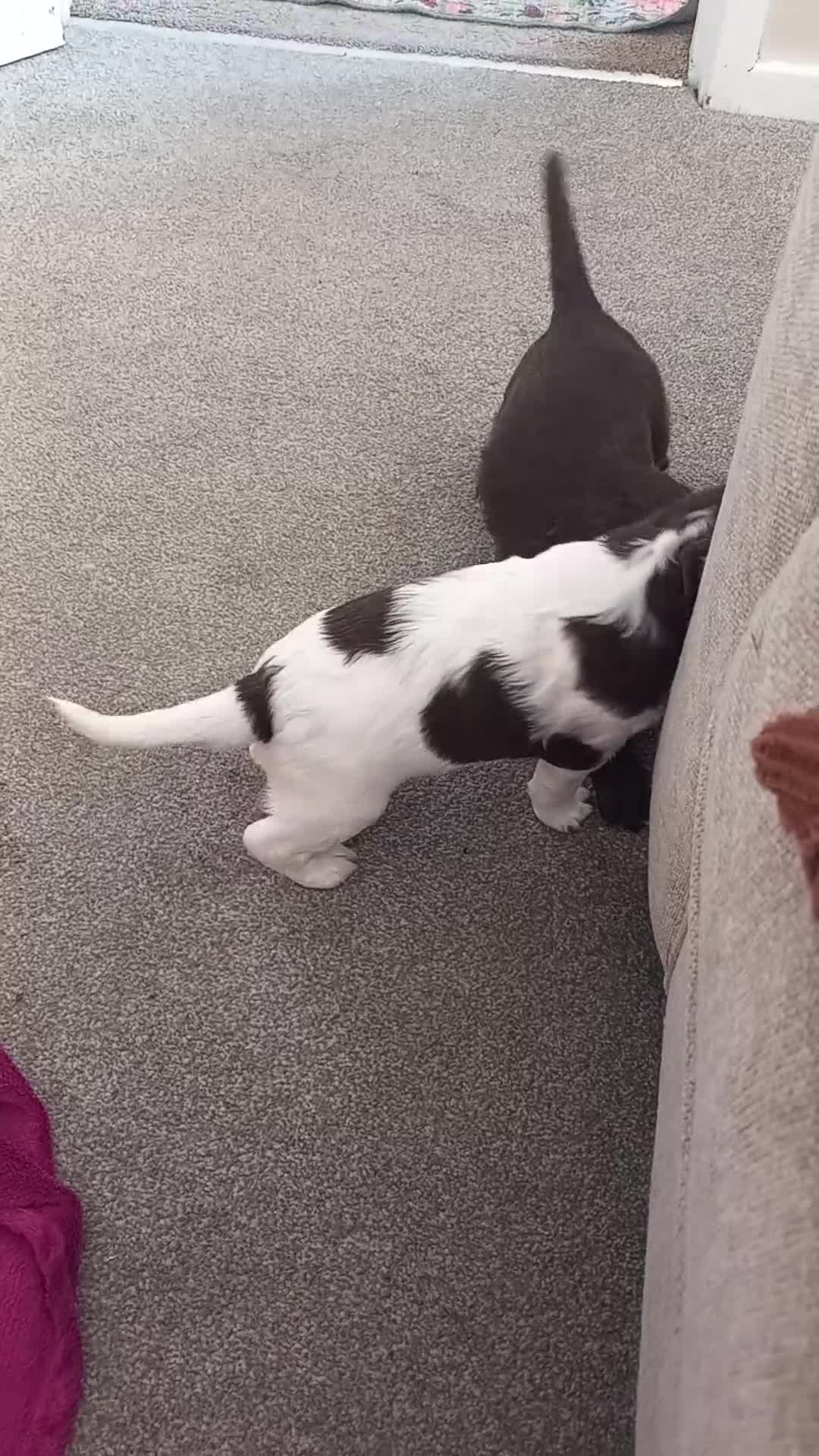 English Springer Spaniel dogs for sale: English Springer Spaniels Puppies  - Video 1