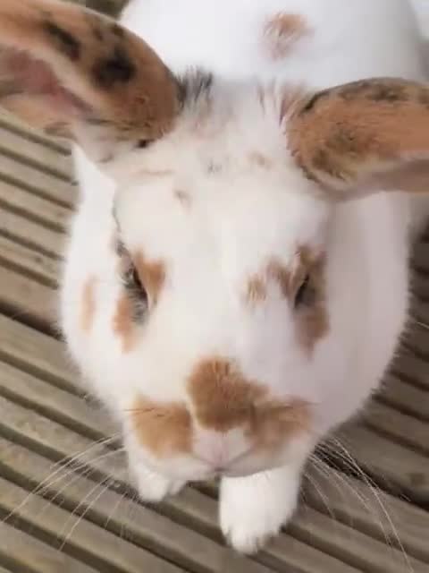 Mixed Breed rabbits for sale: 6 month old Male Mixed Lop - Video 1