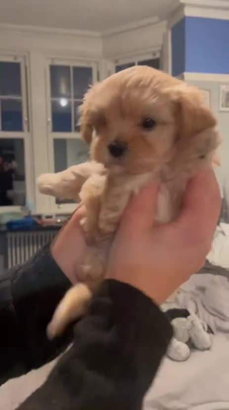 Shih Tzu dogs for sale: TINY Asian small toy Shipoo’s ADORABLE  - Video 2