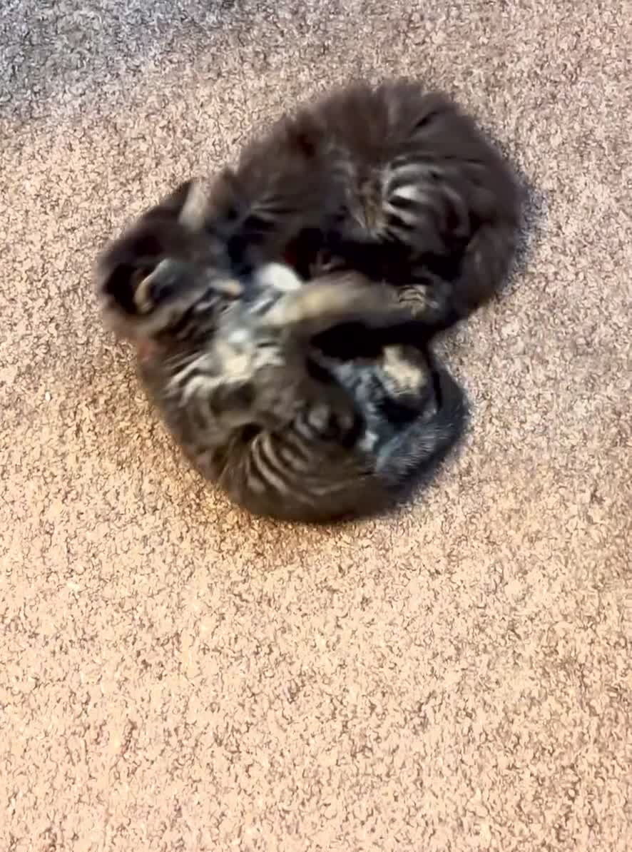 Norwegian Forest Cat cats for sale: Chunky Tabby kittens ready for their new homes  - Video 2