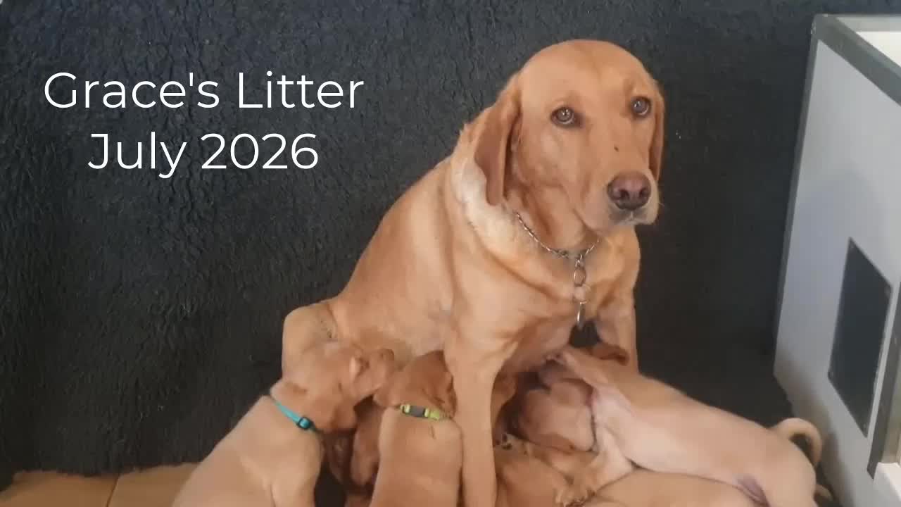 Labrador Retriever dogs for sale: Stunning Red Fox Labs-Health checked, KC Reg, FTCH - Video 1