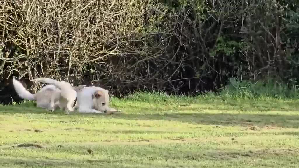 Mixed Breed dogs for adoption: ANGEL by name & nature - new videos added 13/3 - Video 1