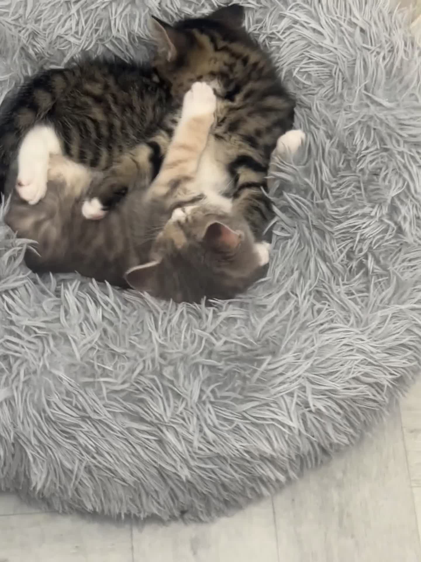 British Shorthair cats for sale: 10 week old kittens available free to a good home - Video 1