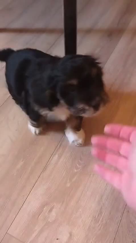 Shihpoo dogs for sale: Shipoos ready to go 1 boy 1 girl  - Video 4
