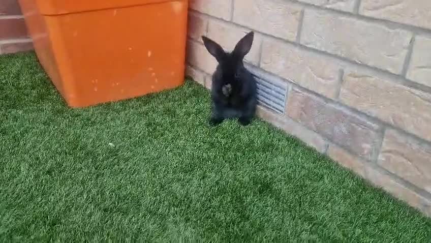 Netherland Dwarf rabbits for sale: Beautiful mixed boy dwarf boys - Video 3