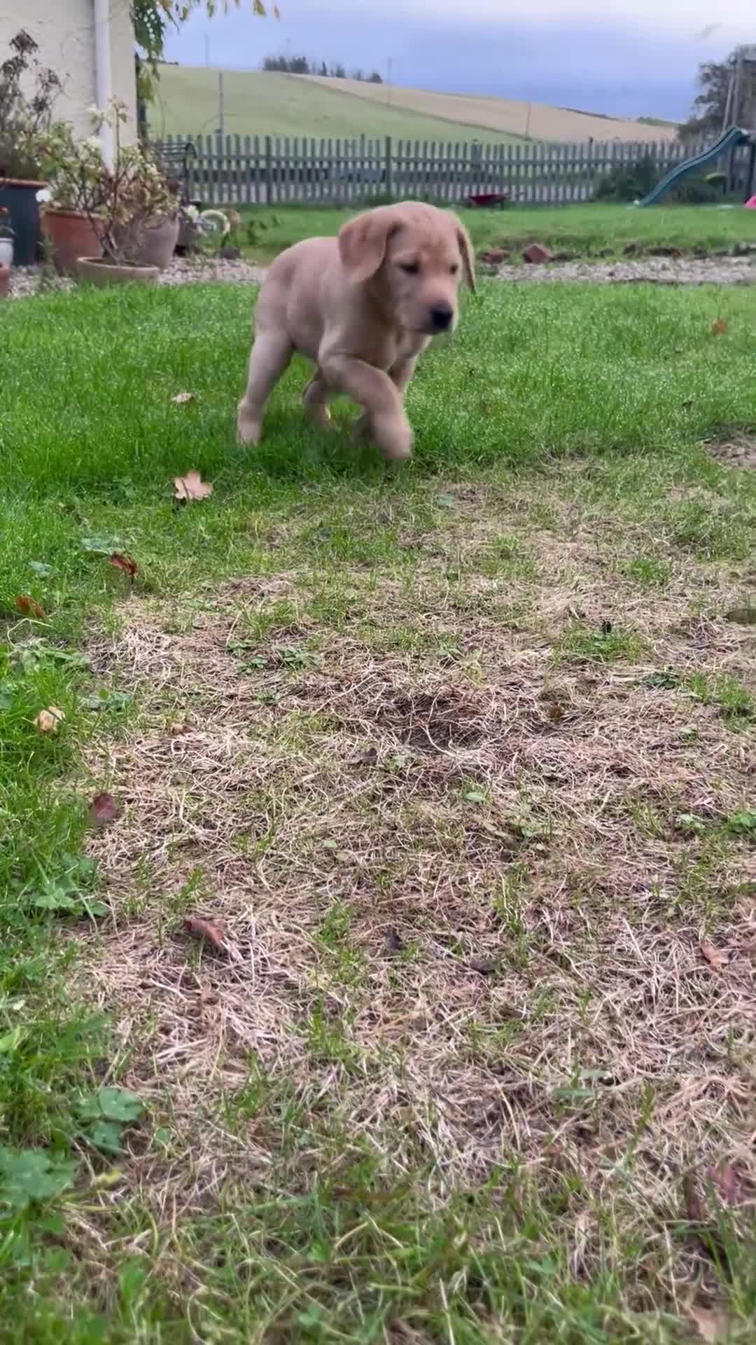 Labrador Retriever dogs for sale: Labrador Retriever- One girl available  - Video 1