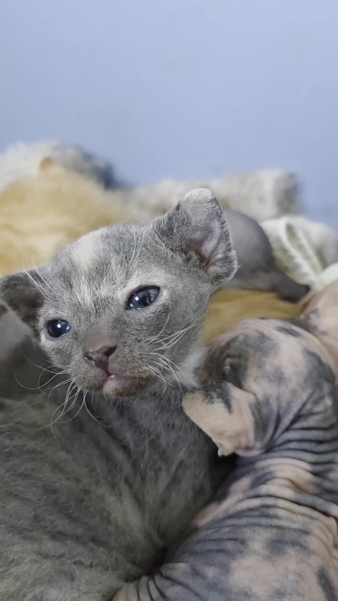 Sphynx cats for sale: Adorable Grey Female Sphynx x Devon Rex Elf Mix  - Video 1