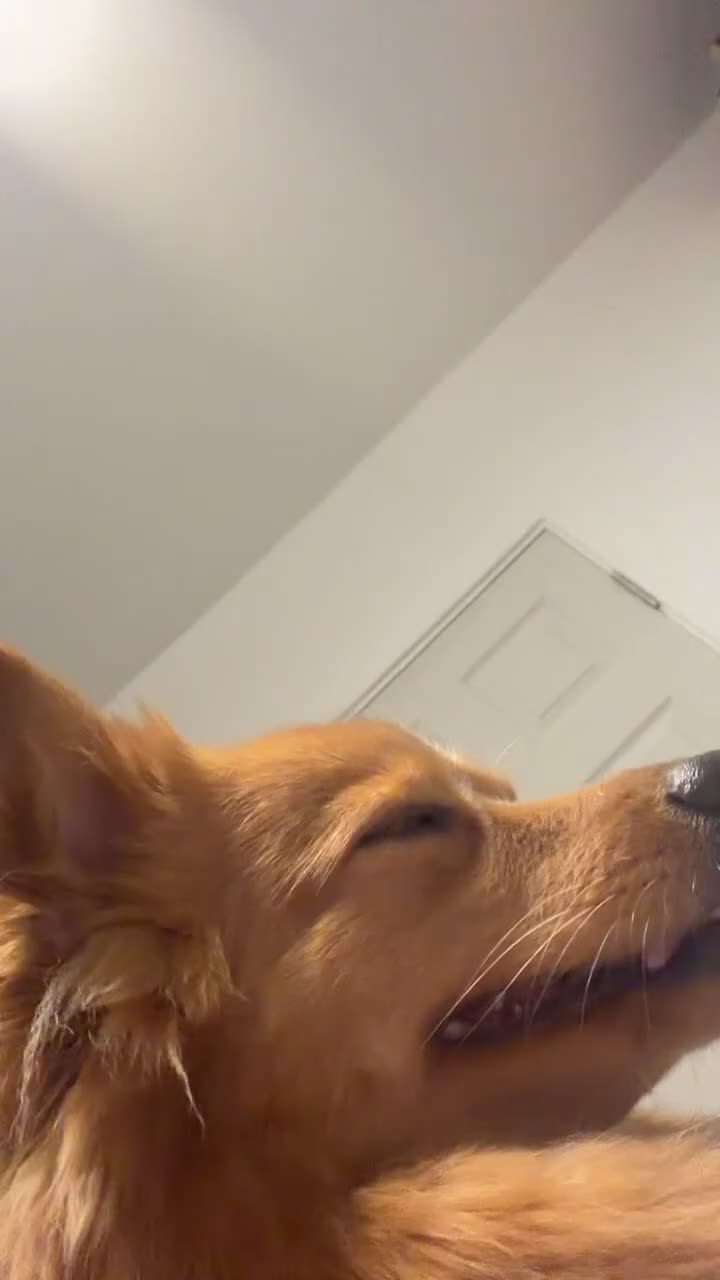 Pomsky dogs for stud:     Gorgeous Pomeranian Girl for Stud in London - Video 2