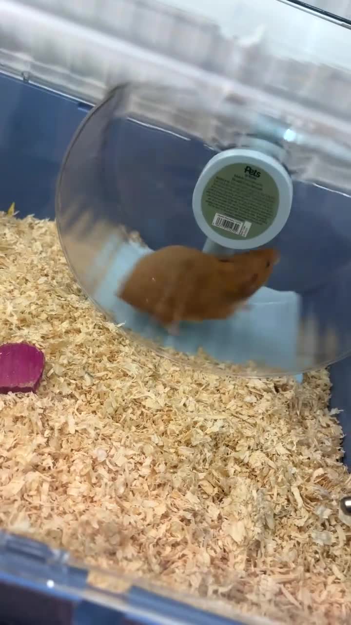 Hamster rodents for sale: Female Syrian hamster  - Video 3