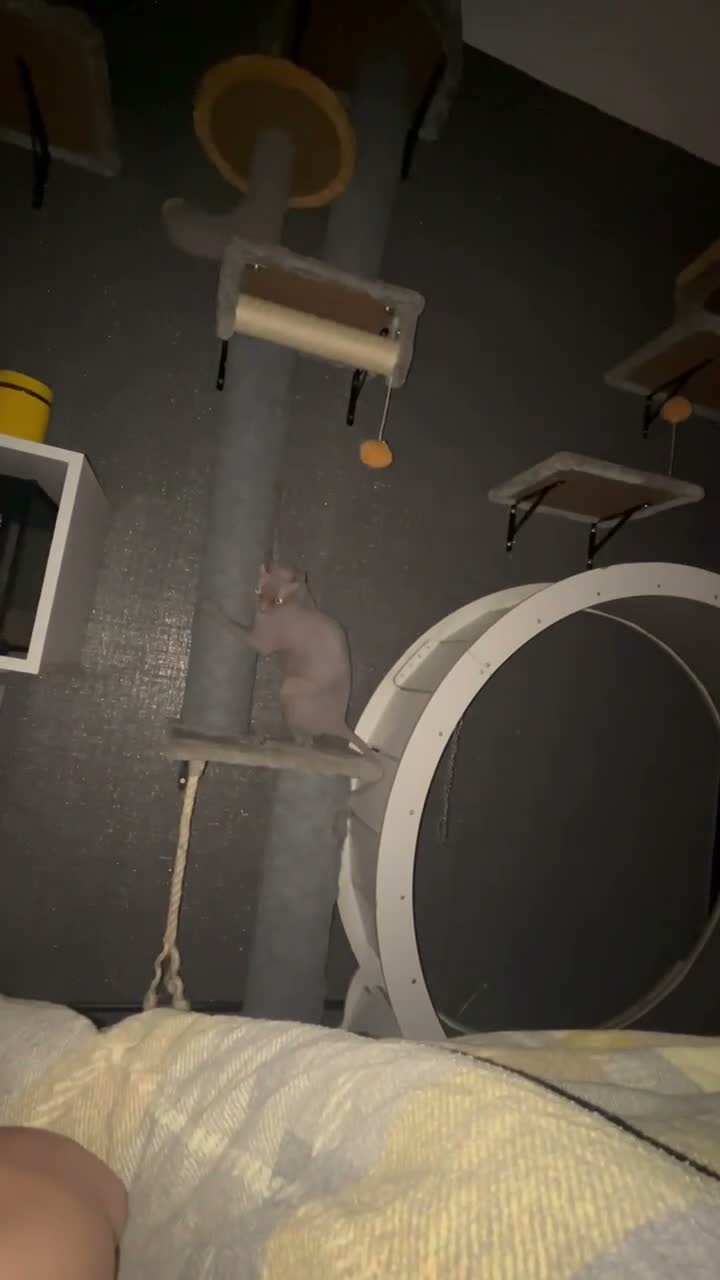 Sphynx cats for sale: Phoebe NEEDS A HOME ON HER OWN NO OTHER CATS/DOGS - Video 3