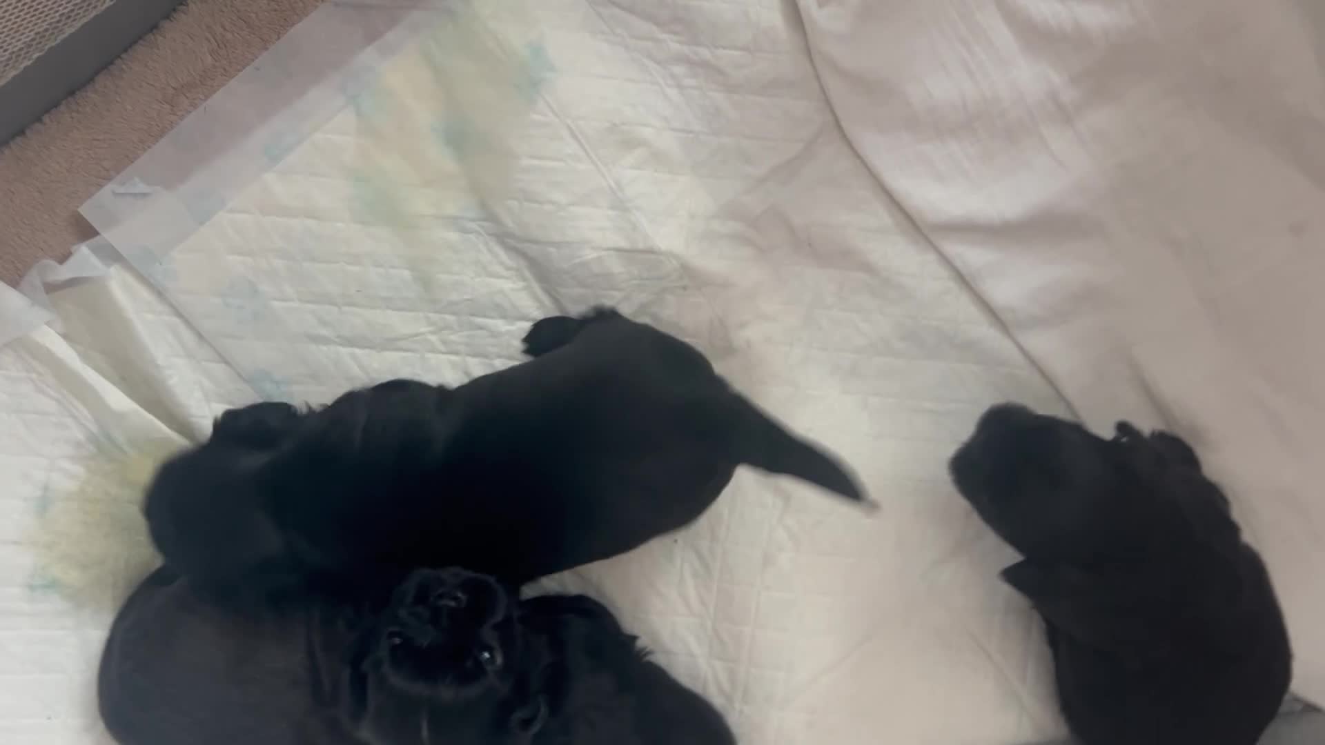Shih Tzu dogs for sale: Full pedigree imperial Shih ztu - Video 1