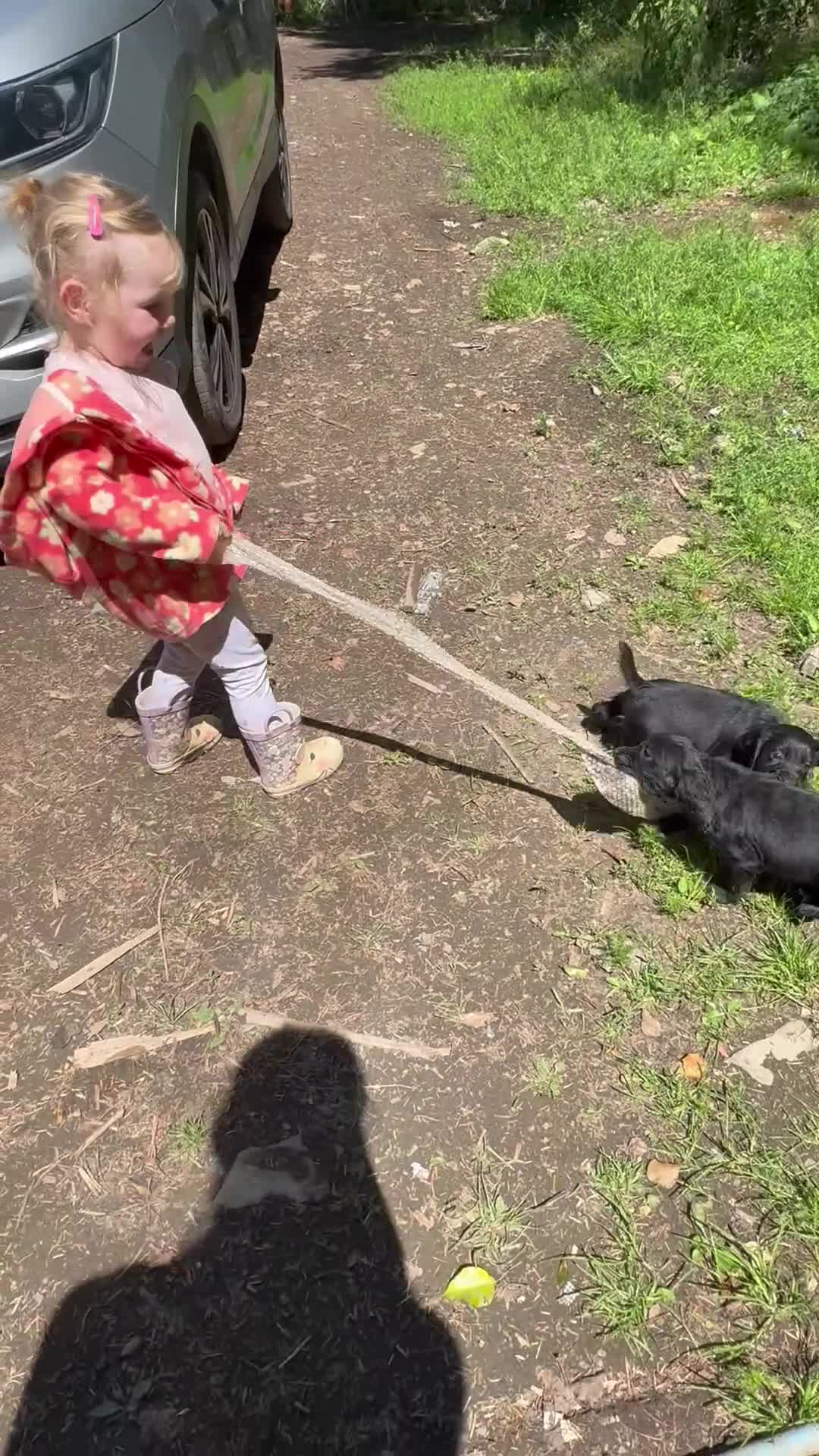Cocker Spaniel dogs for sale: Cocker spaniel puppies  - Video 2