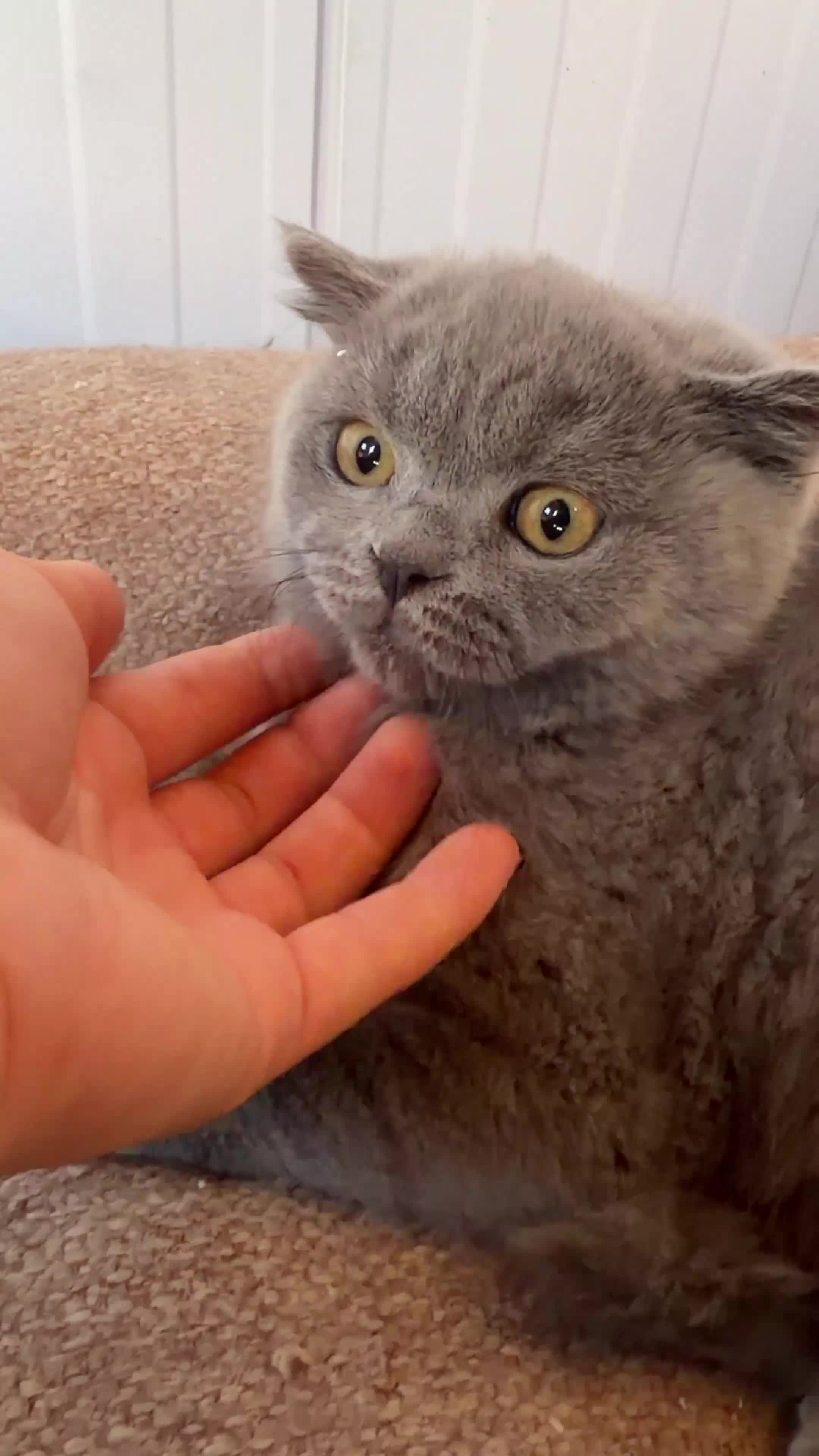 Scottish Fold cats for sale: Vaccinated and ready to go kittens ♥️ - Video 2