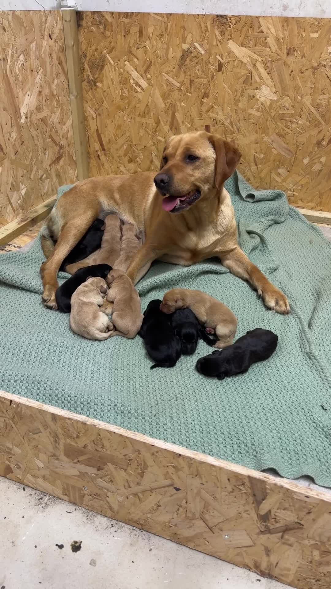 Labrador Retriever dogs for sale: Chunky Labrador Puppies ready for new homes 2wks  in Thetford - Video 1