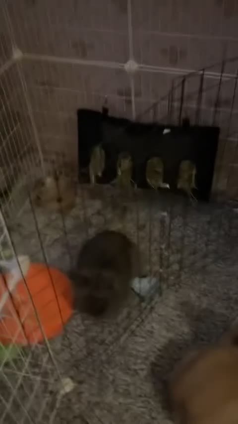 Lionhead rabbits for sale: 2 boy lions heads need re bonding  in Halifax - Video 1